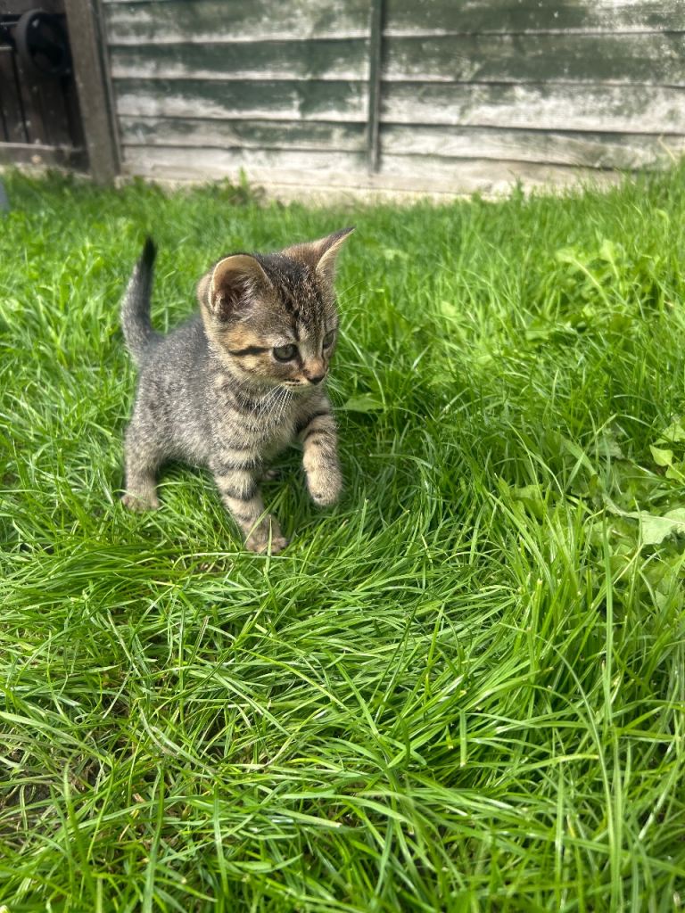 Female Brown Tabby Kitten