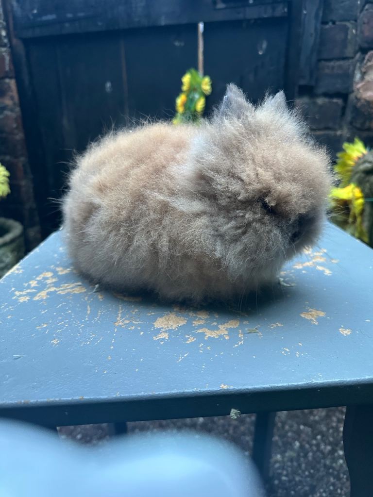 Lionhead Bunnies 