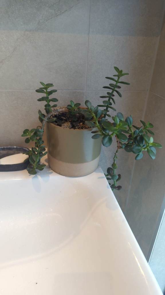 Dwarf Jade (Portulacaria afra) in two-tone pot