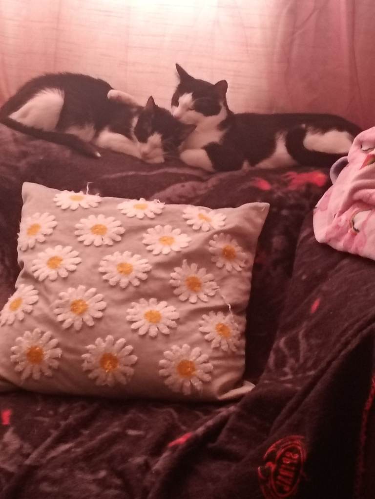 9 week old kittens looking for a forever home 