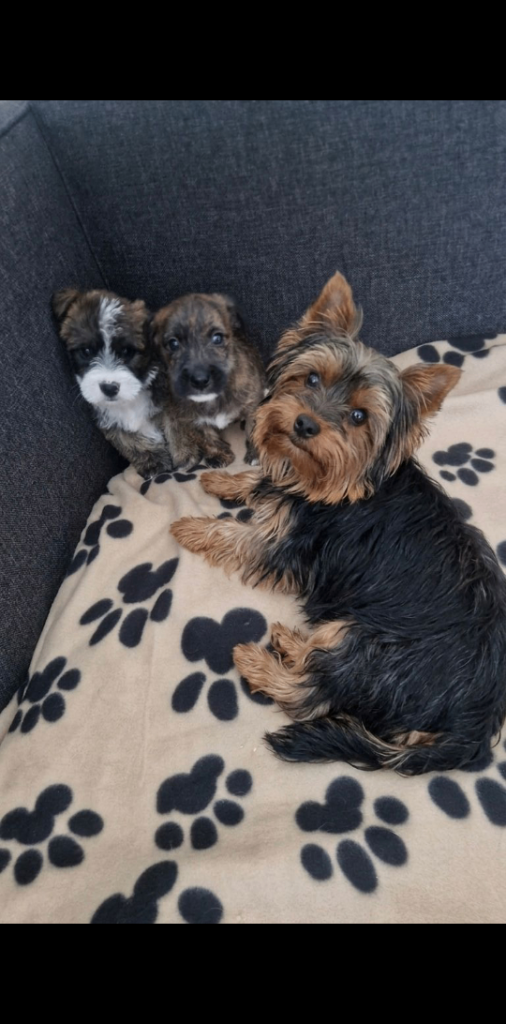 Yorkshire terrier puppies