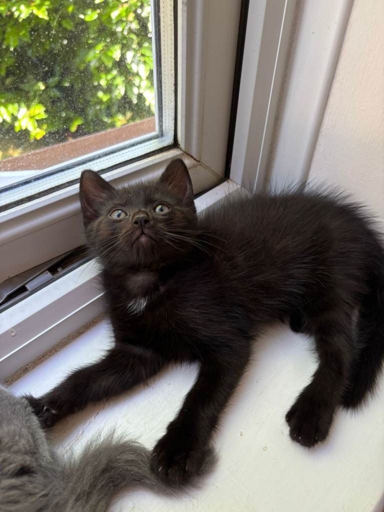Kittens for sale only black boy left 