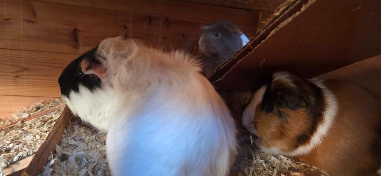 Guinea pigs 
