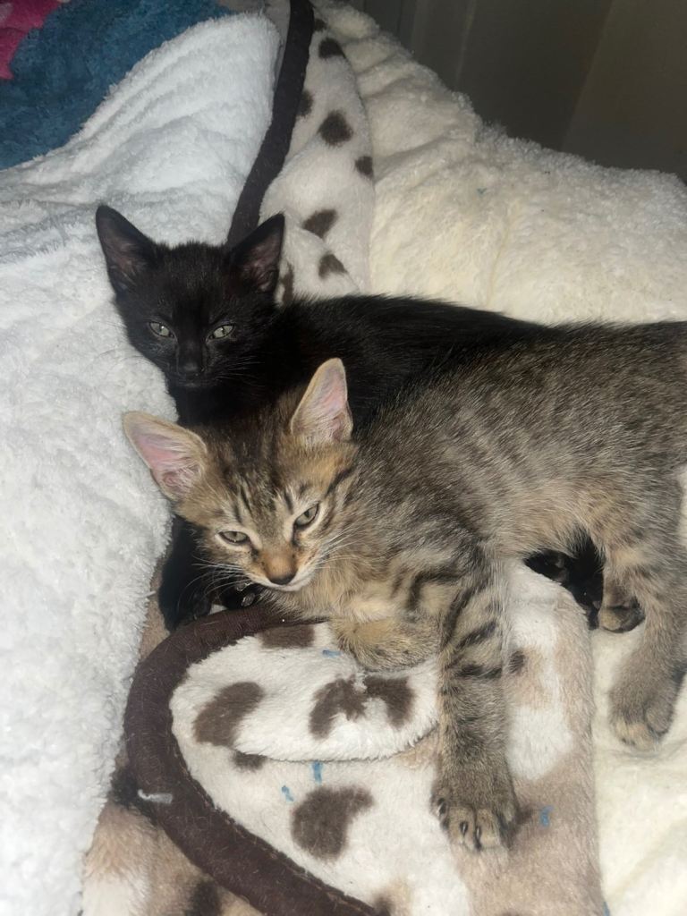 Kittens 1 male / 1 female 