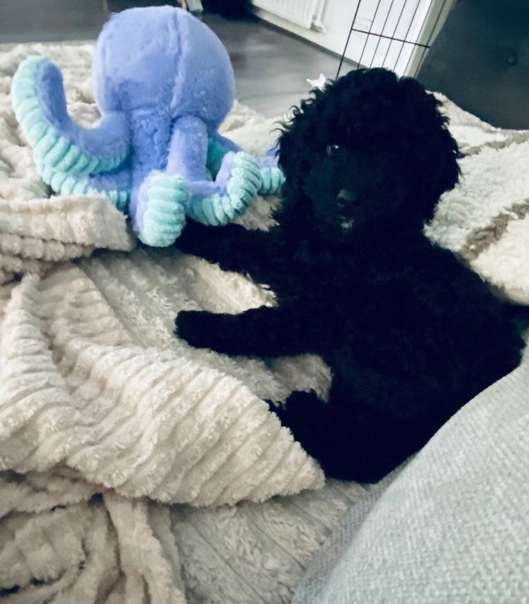 7 month old male Toy Cockapoo 