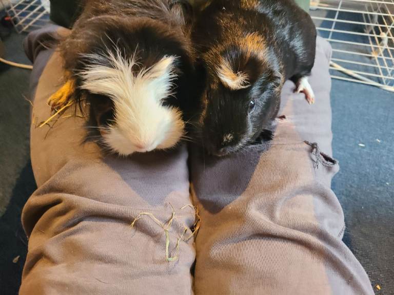 8 month old guinea pigs + cage