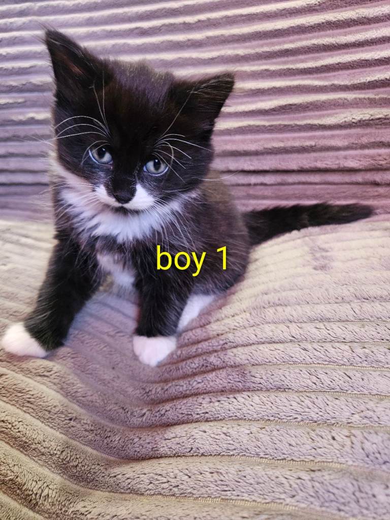 beautiful kittens