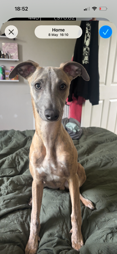 Blue brindle male whippet