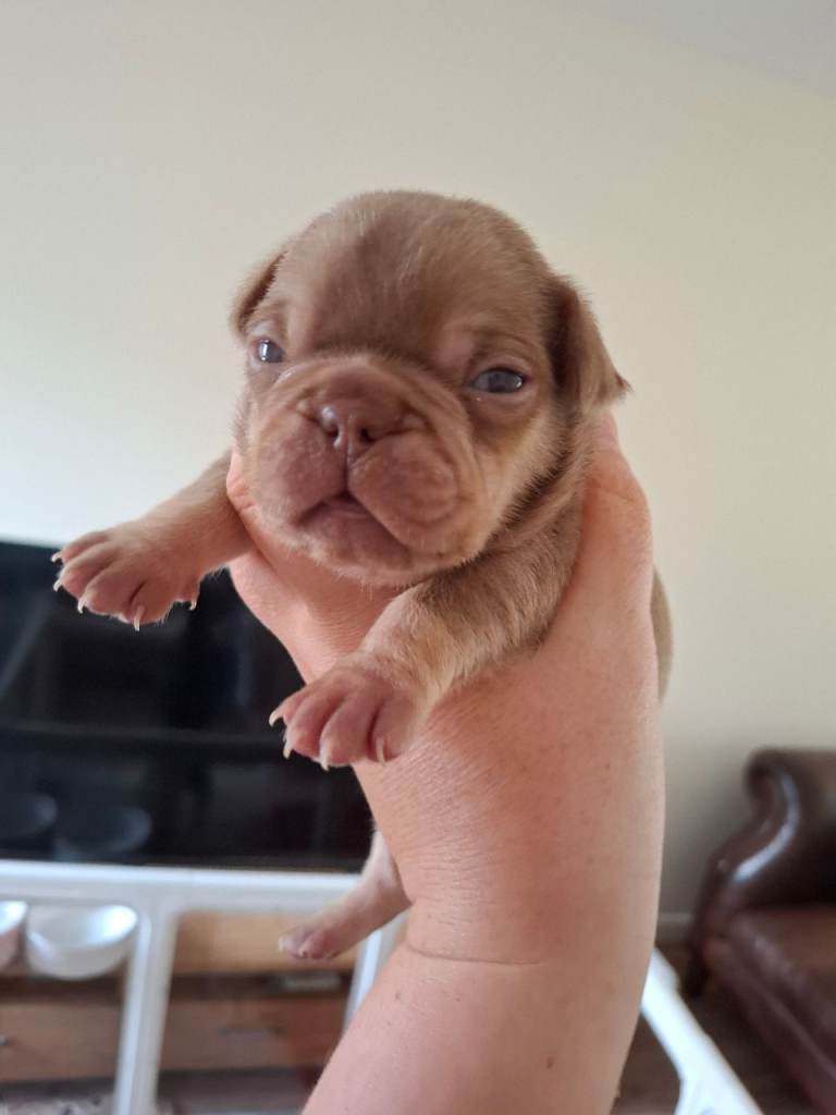 French bulldog puppys KC registered 