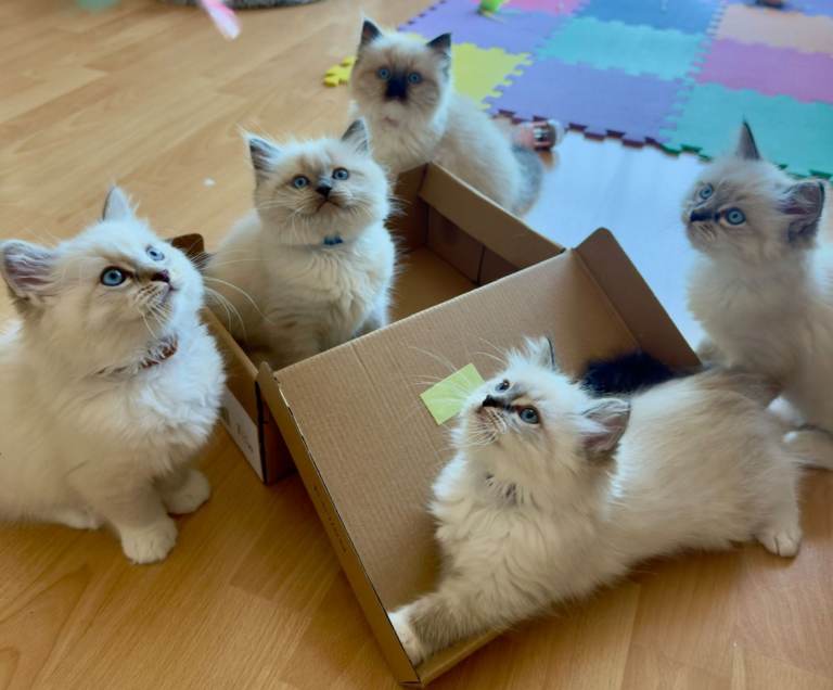 Gorgeous Ragdoll Kittens 🐱 