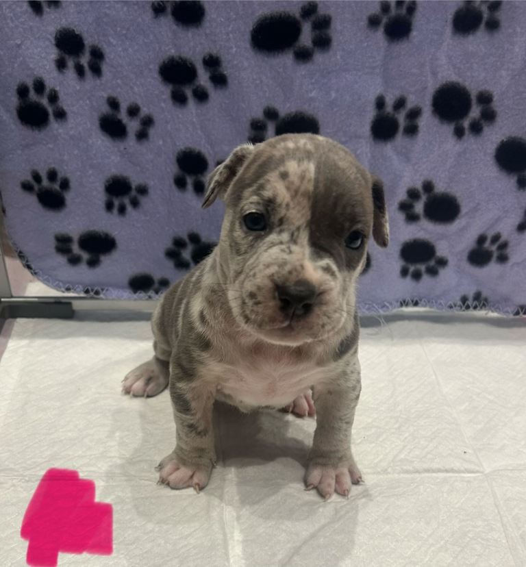 Pocket bully x cane corso