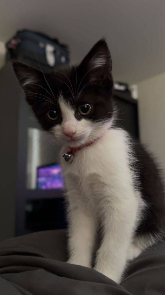Black/White Female Kitten