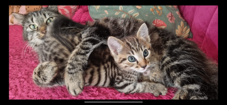 2 kittens - female tabby & male black fluffy