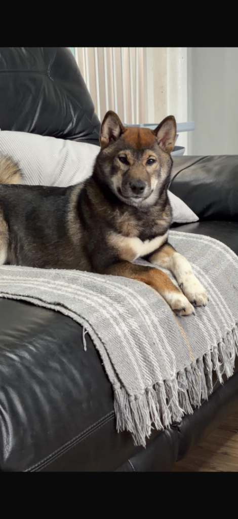 Female Shiba Inu 
