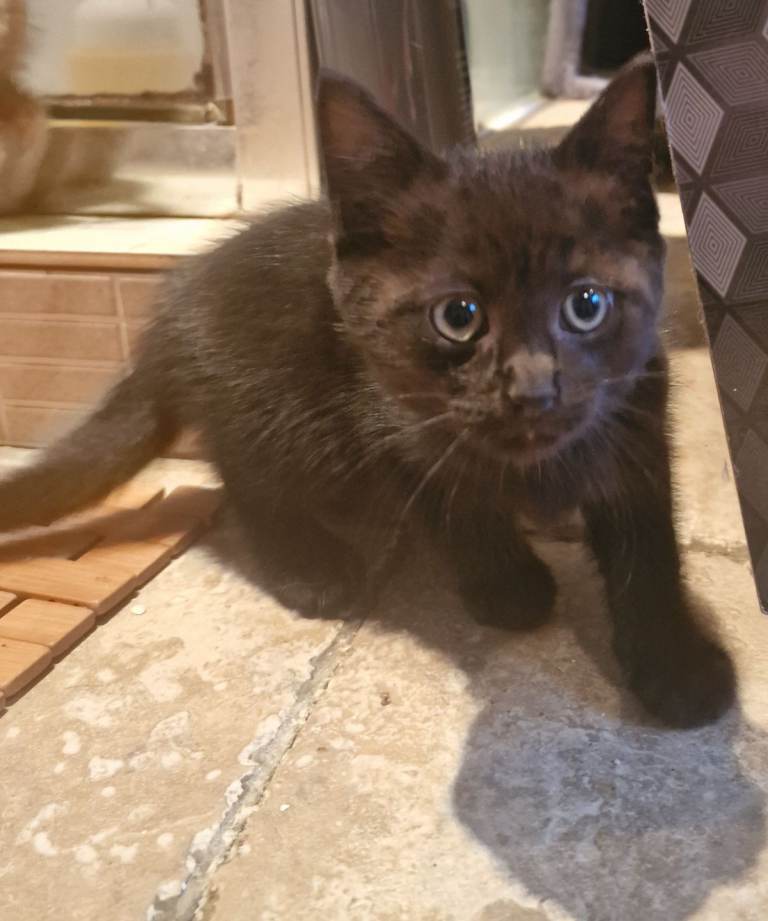 Lovely kittens