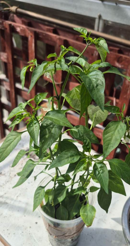 Home Grown Tomato & Chili / Pepper Plants – Healthy Garden Starters