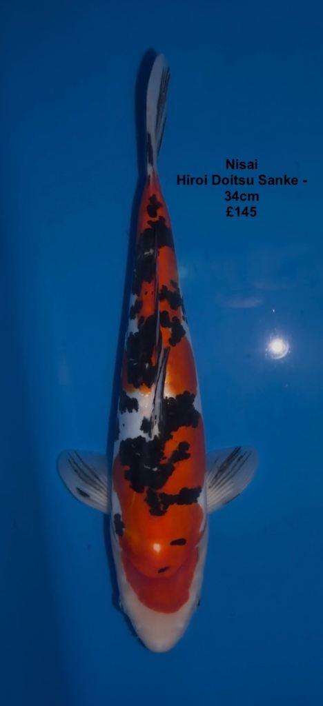 Japanese Koi (26-46cm) - Nisai and Sansai