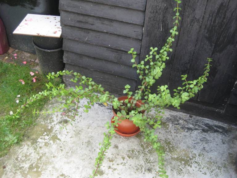 Large Mediterranean House Plant with Purple Stems for £30.00