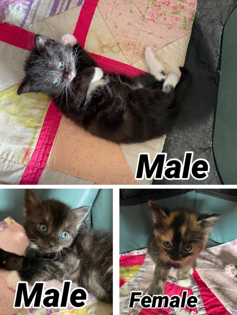 Beautiful long haired kittens for sale