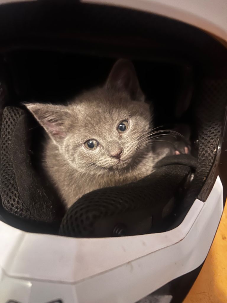3 male half British shorthair kittens