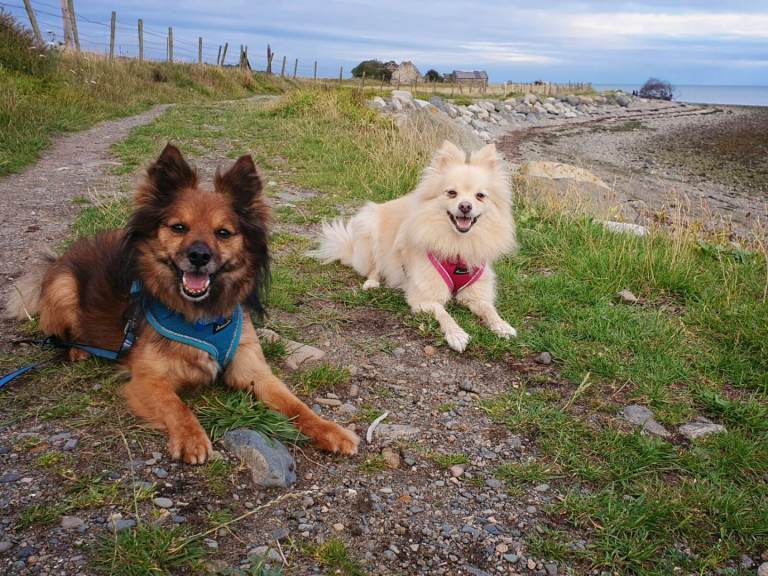 Two Pomeranians