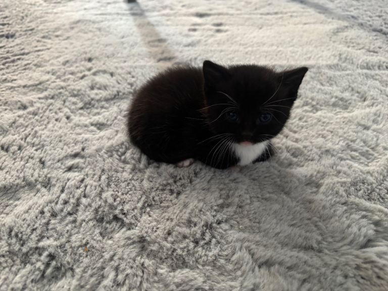 Boy kitten for sale