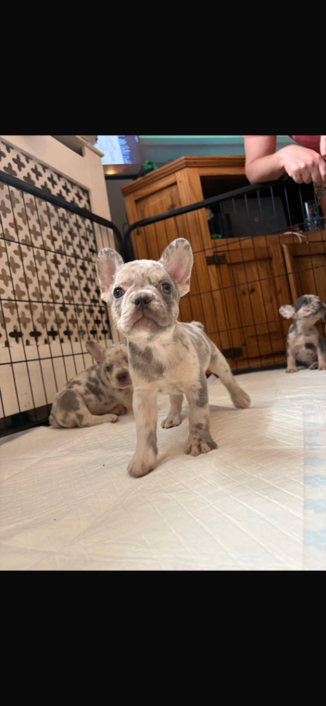 Half fluffy merle French bulldogs 