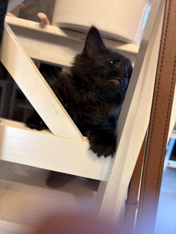 Black Kittens For sale 