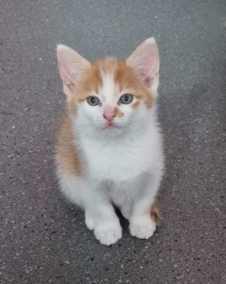 Beautiful  kitten. 
