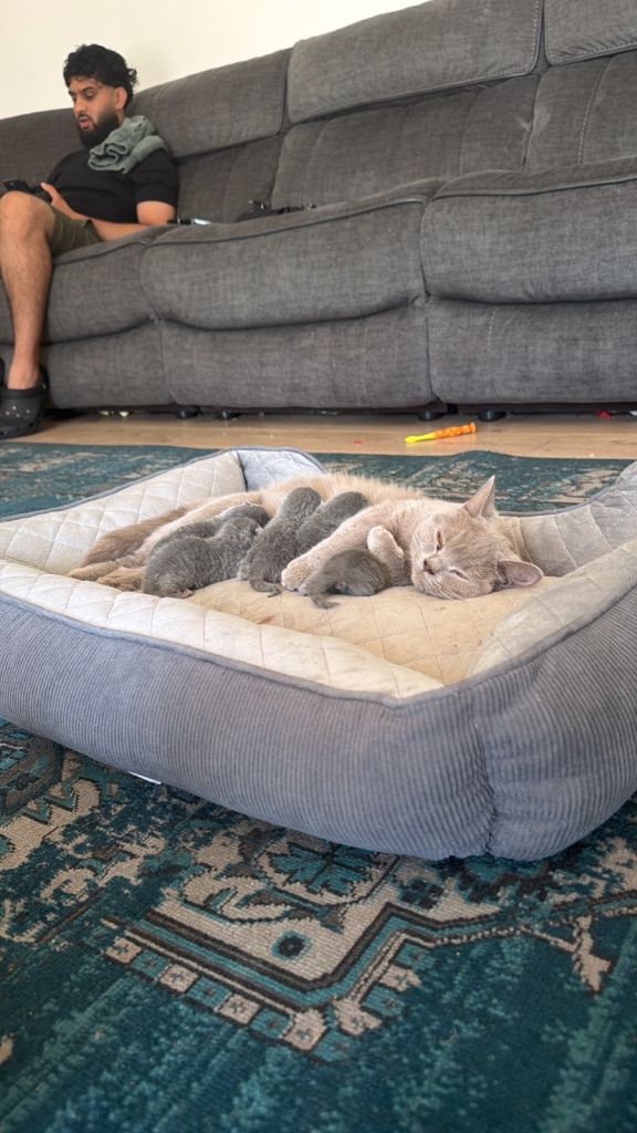 British shorthair kitten 