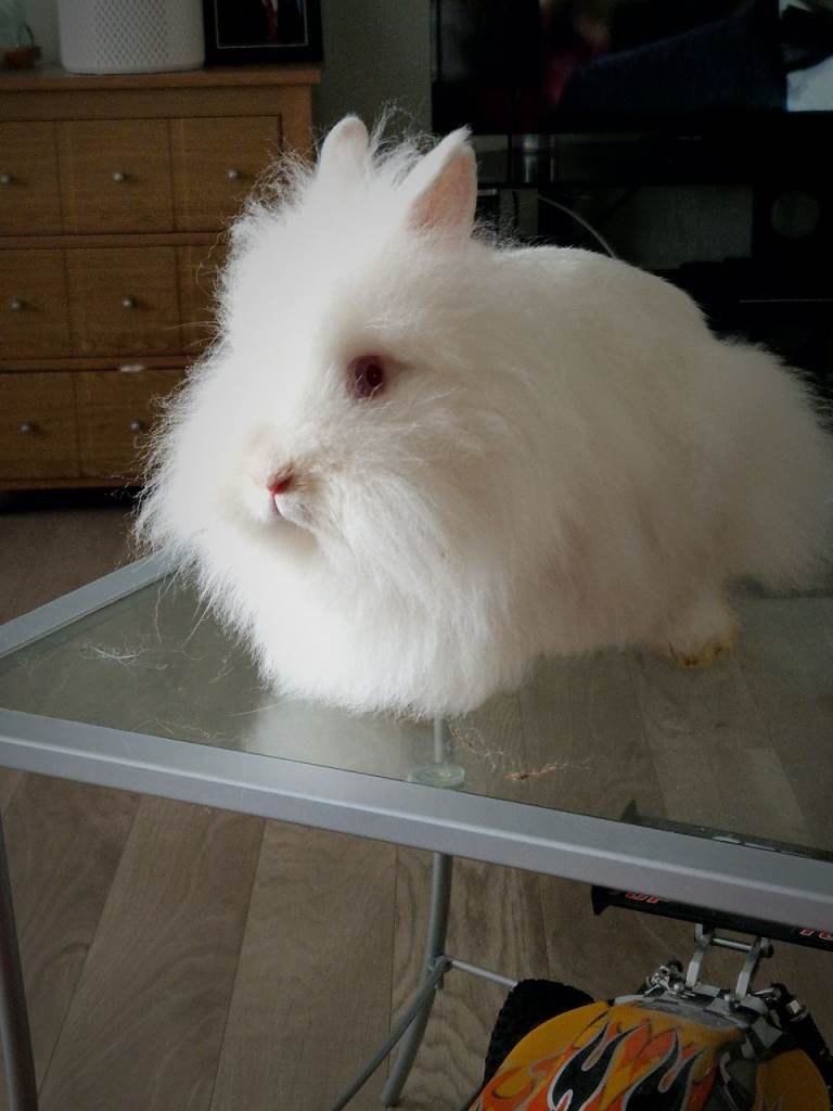 Baby doublemaned lionheads