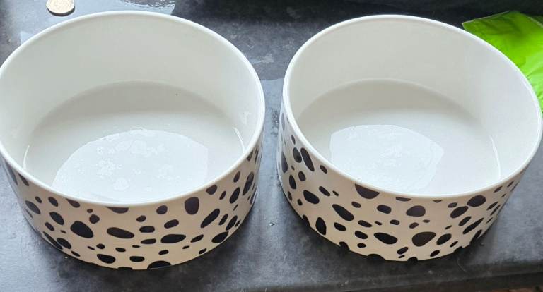 Small dog bowls