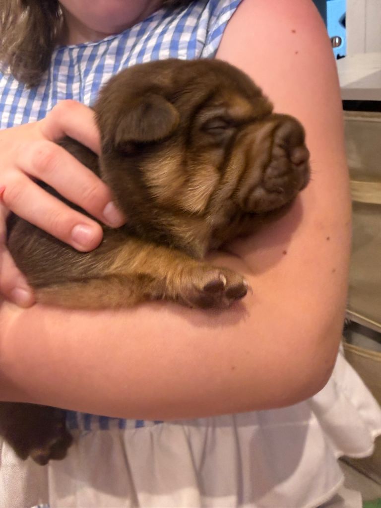 Sharpei pups