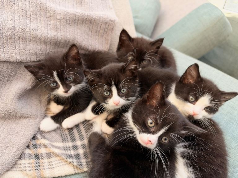 🐾🐱 GORGEOUS KITTENS FOR SALE
