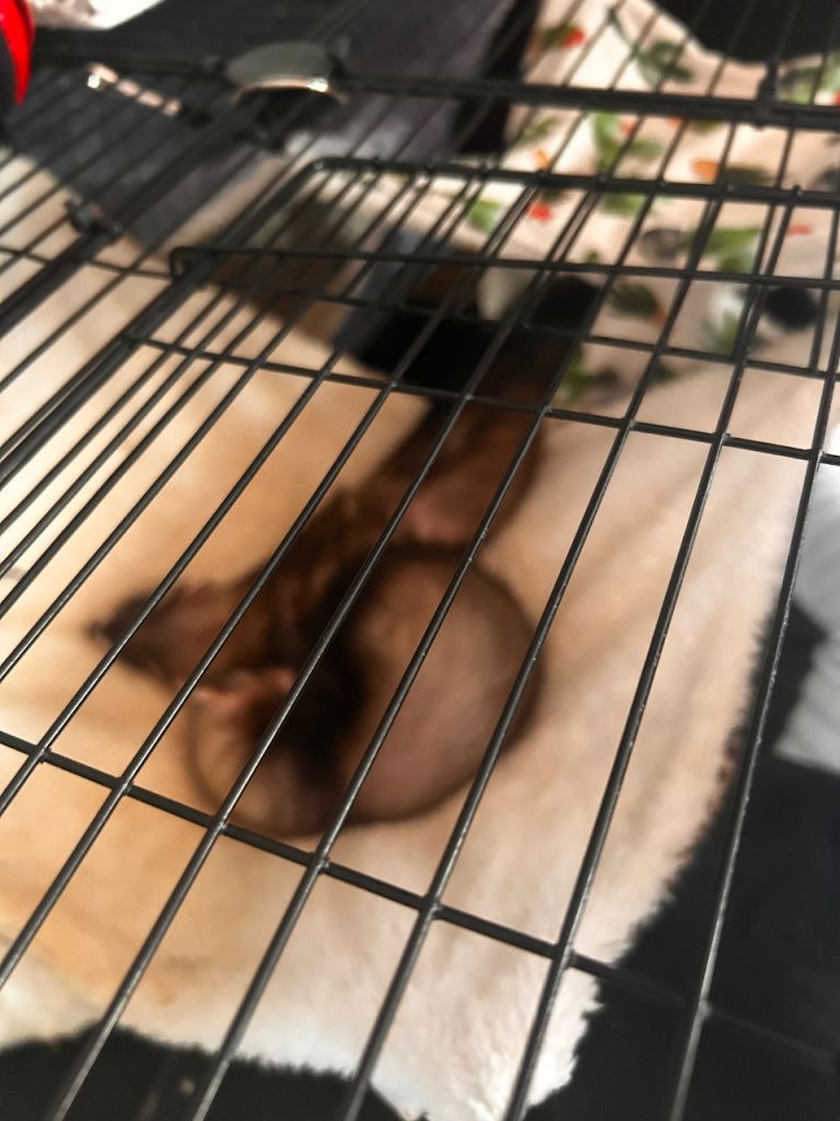 2 Jills available now