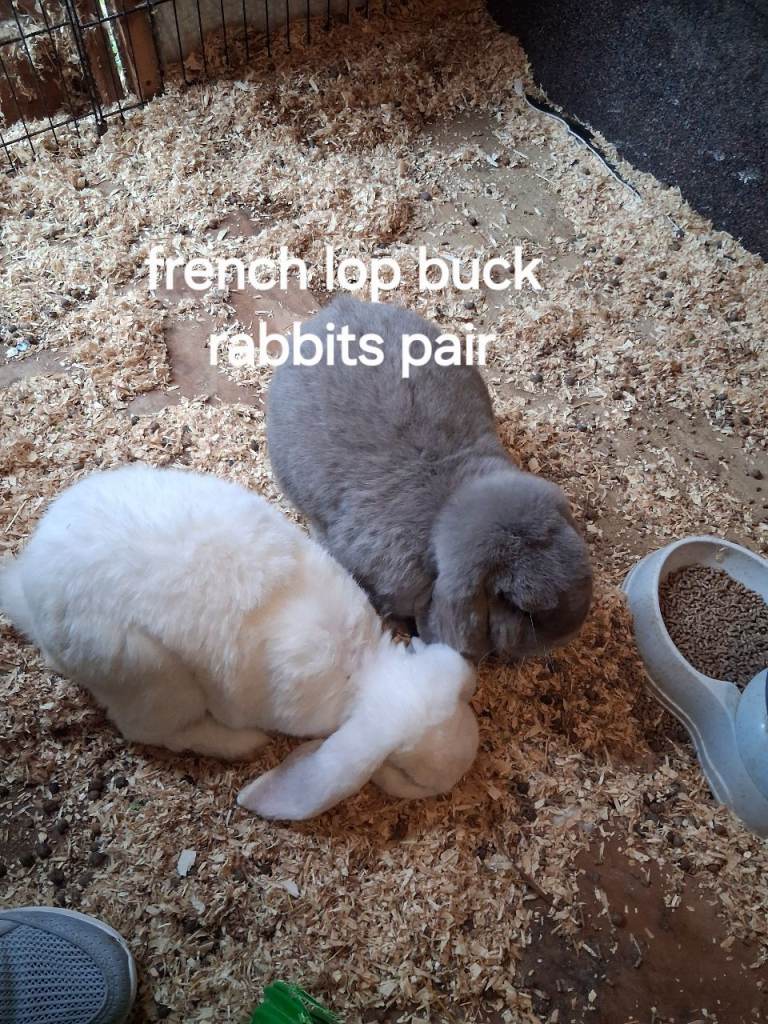 French lop adult rabbits for sale