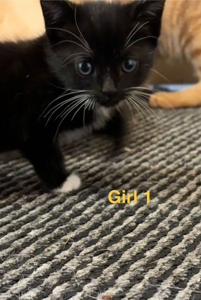 4 beautiful Tuxedo kittens ready for their  new homes