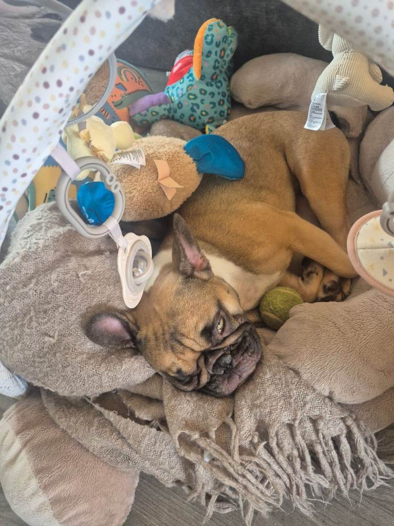 French bulldog for sale 
