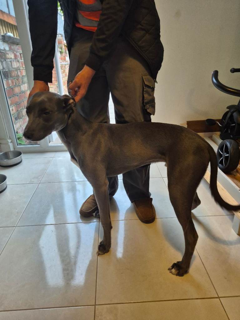 Bull whippet cross 