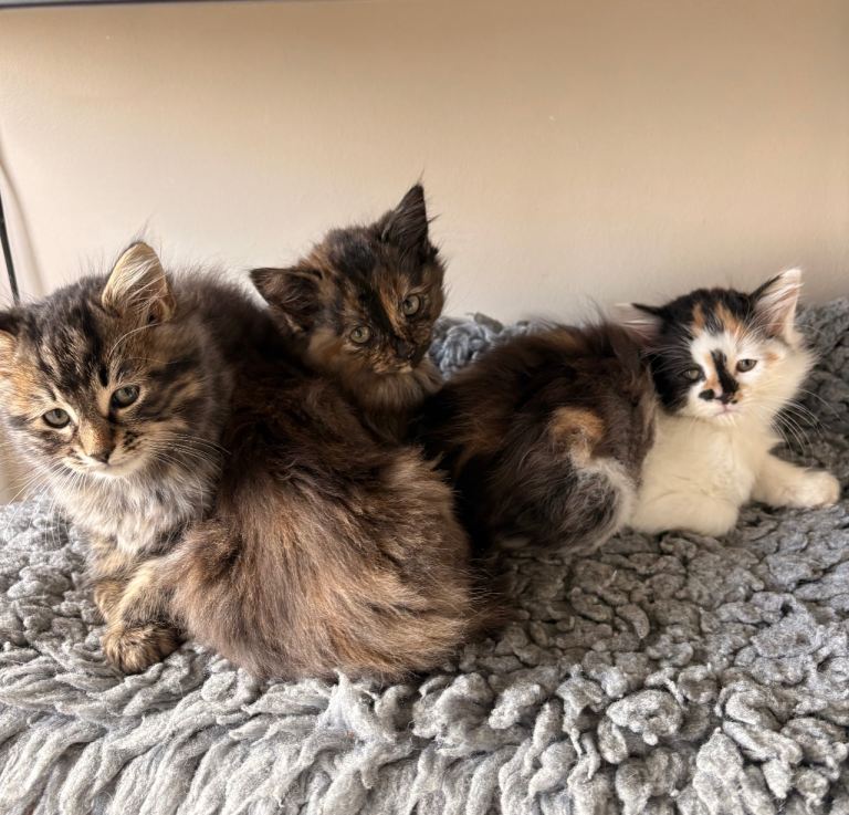Long haired kittens 
