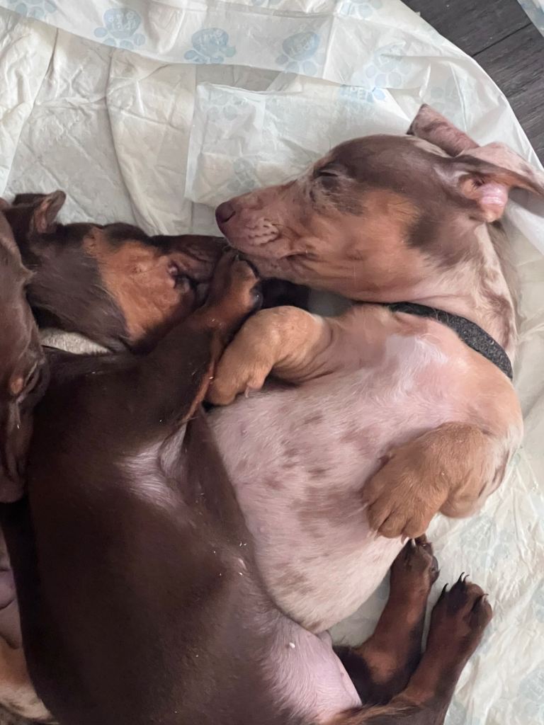 Last KC chocolate dachshund  left