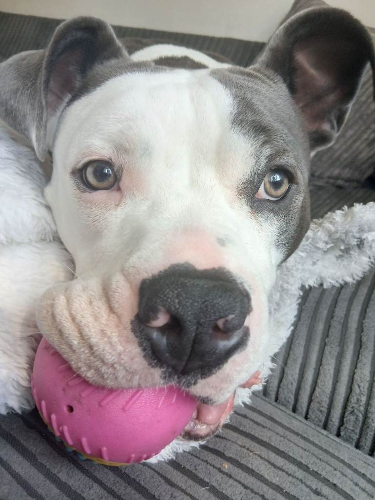 Mastiff cross old English bulldog