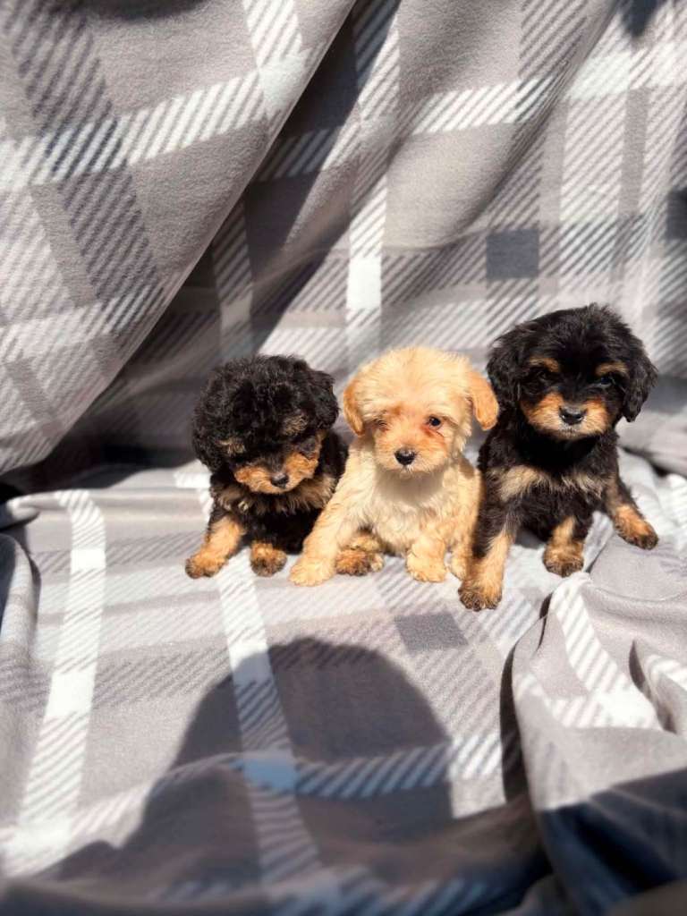 5 toy poodle cross chihuhua puppies 