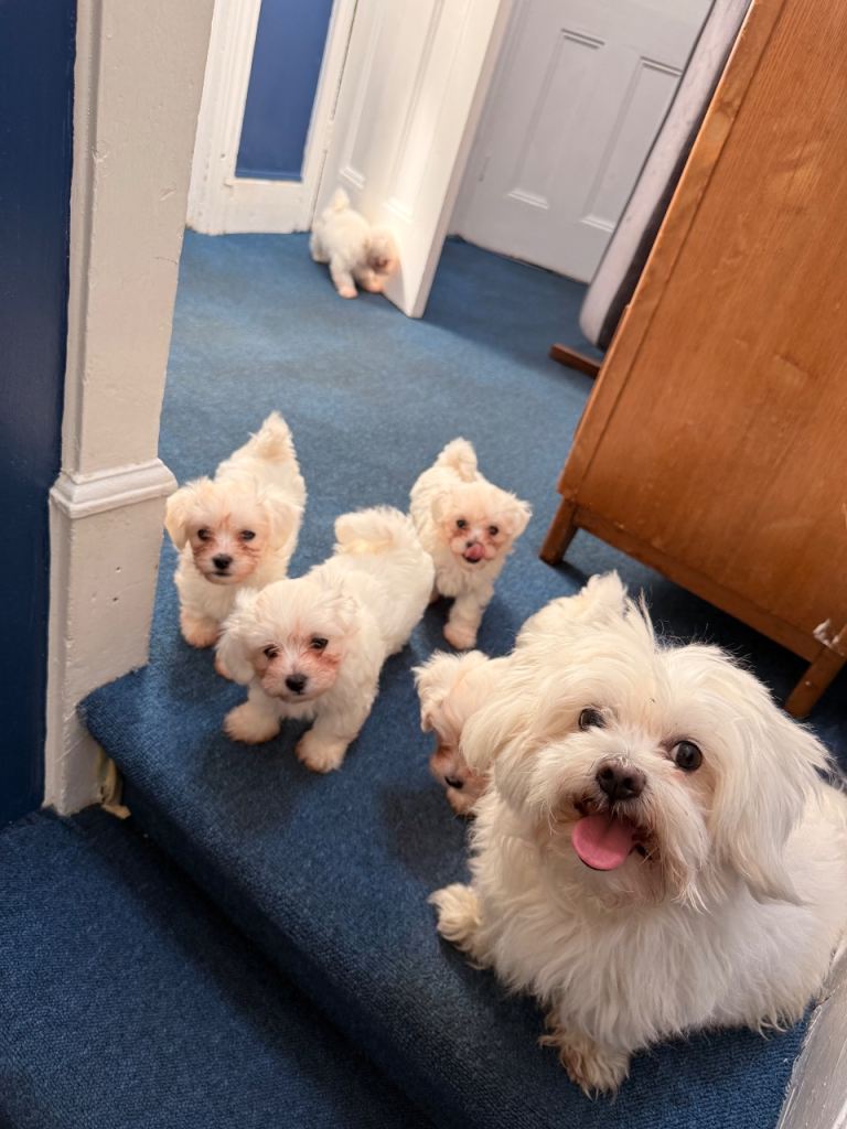 Bichon