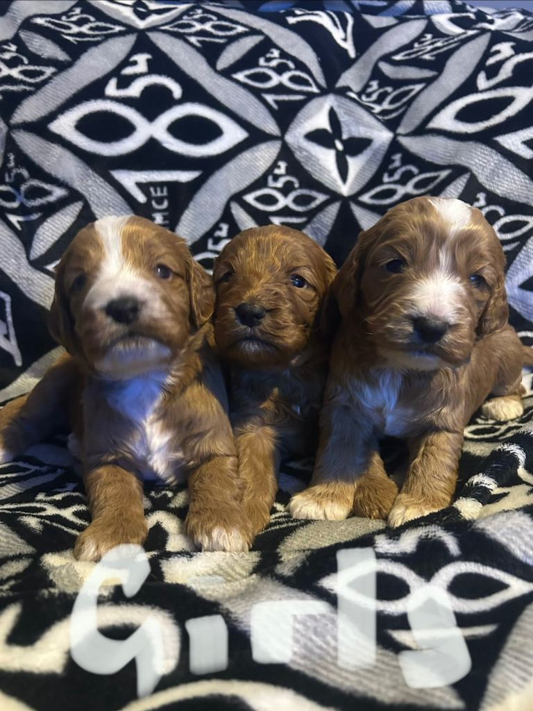 Stunning miniature cockapoo puppies