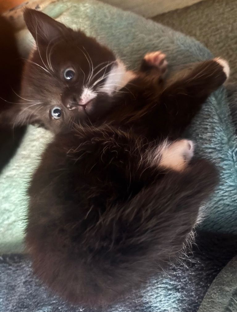 One gorgeous tuxedo kitten for sale 🖤 