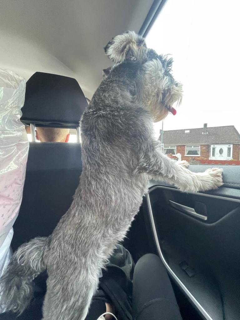 Pedigree KC Registered Miniature Schnazuer Puppies for sale