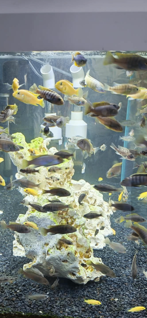 Malawi Cichlids 
