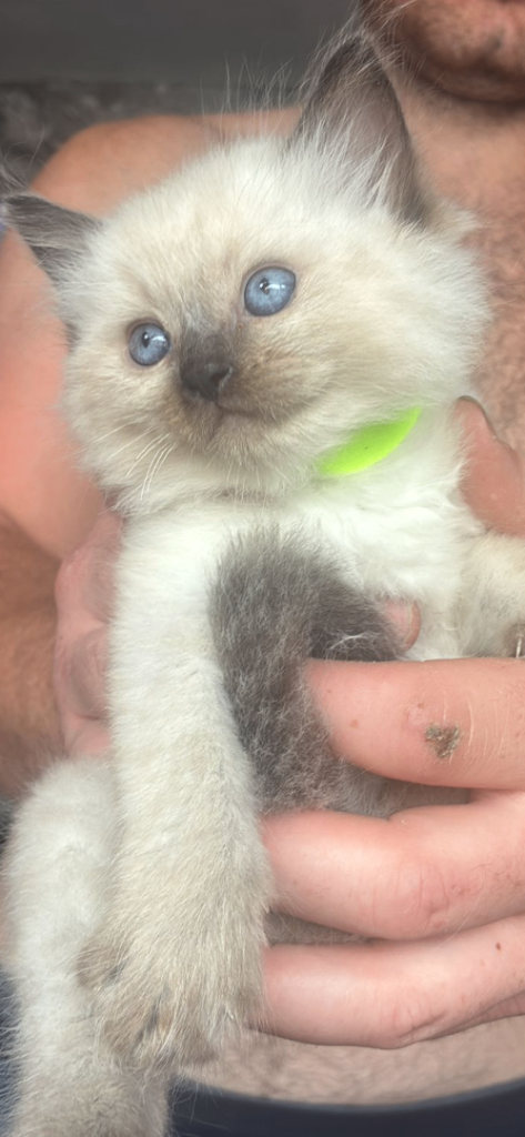 ❤️ ready now  colour point ragdoll kittens (purebread) ❤️