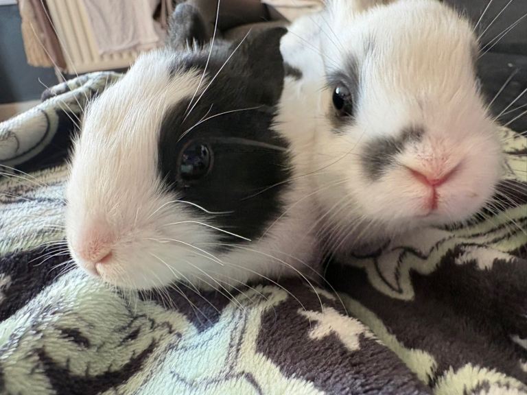 Two beautiful male baby Rabbits 
